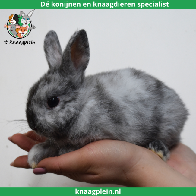 foto van kleur Kleurdwerg - Rohn