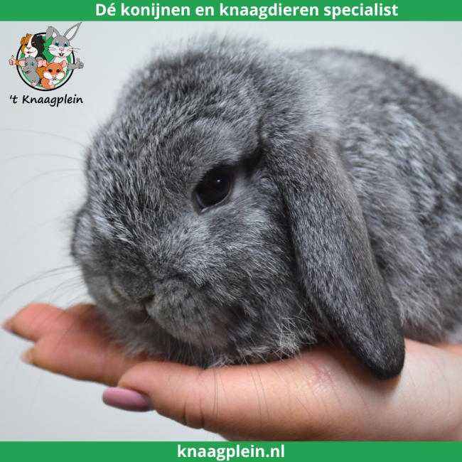 foto van kleur Chinchilla