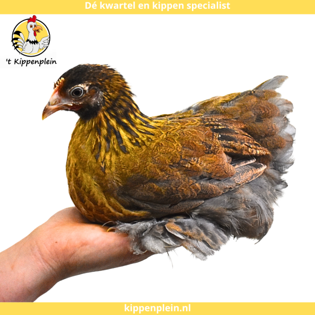 foto van kleur Goudblauwgezoomd