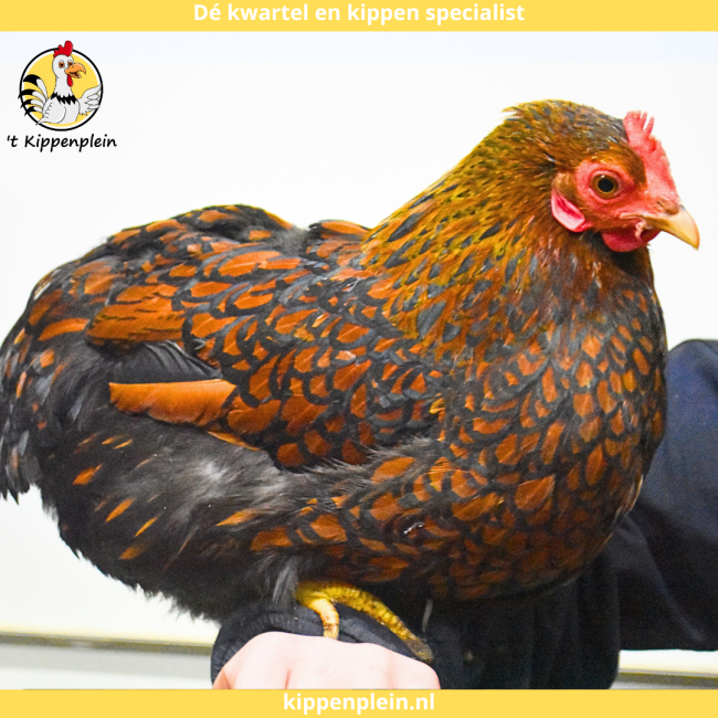 foto van kleur Goudzwartgezoomd