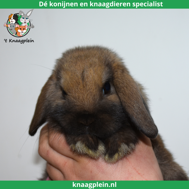 foto van kleur Madagascar