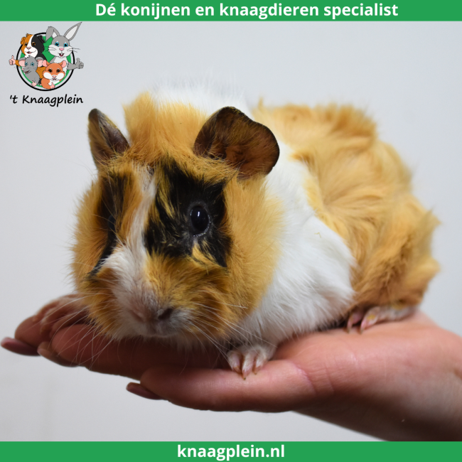 foto van kleur Creme / Zwart / Wit