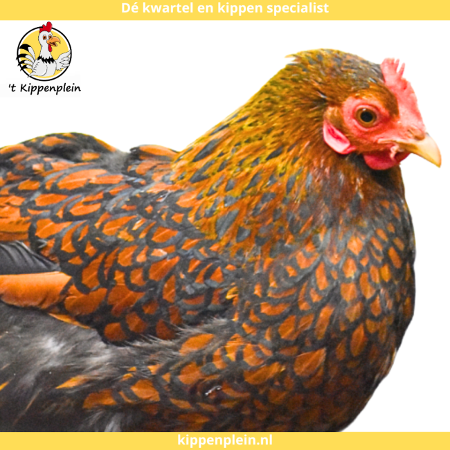 foto van kleur Goudzwartgezoomd