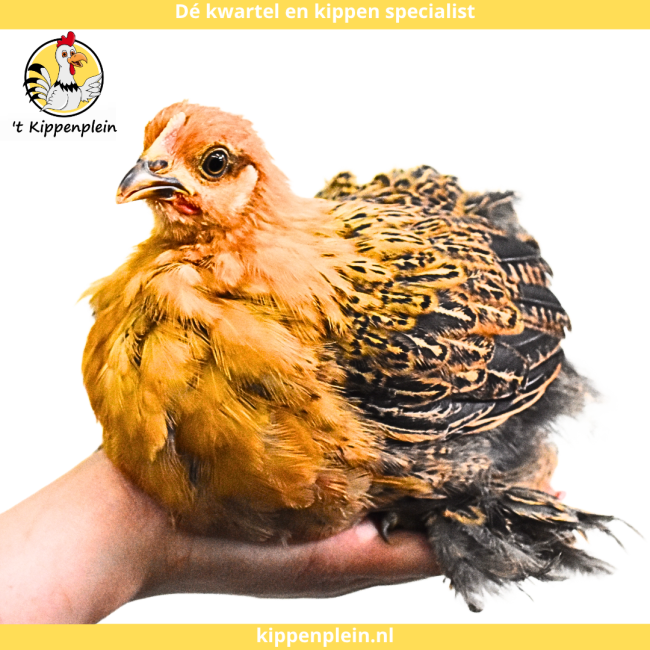 foto van kleur Goudzwartgezoomd