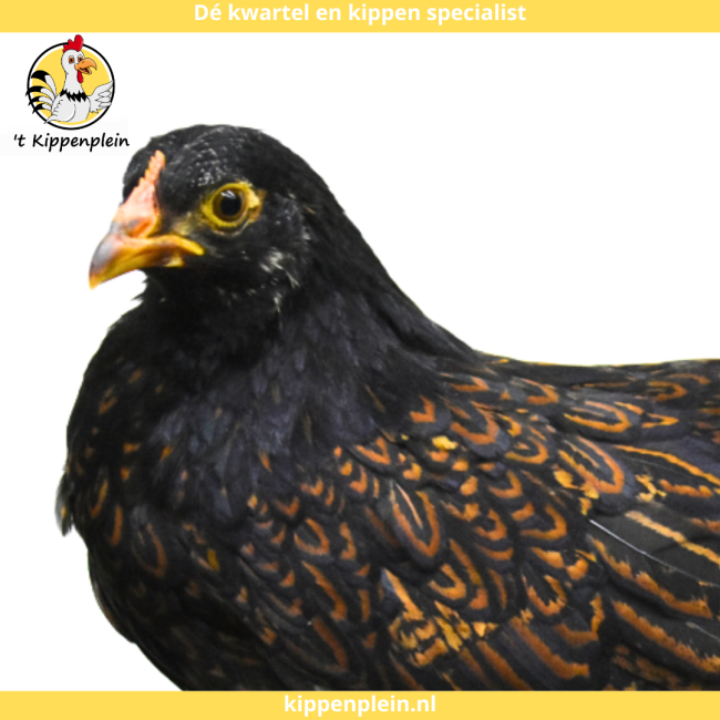 foto van kleur Goud Dubbel Gezoomd