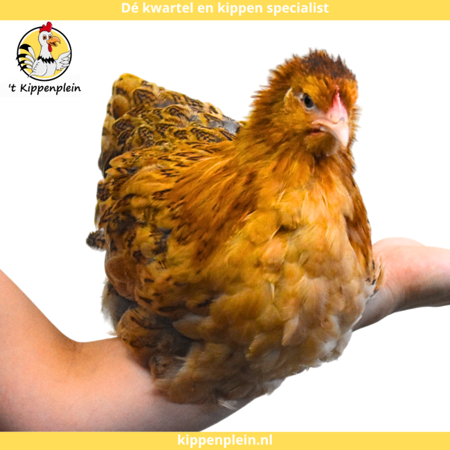 foto van kleur Buff-blauwcolumbia