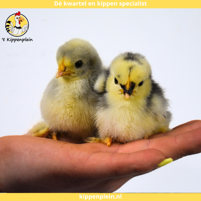 foto van kleur Diverse Kleuren