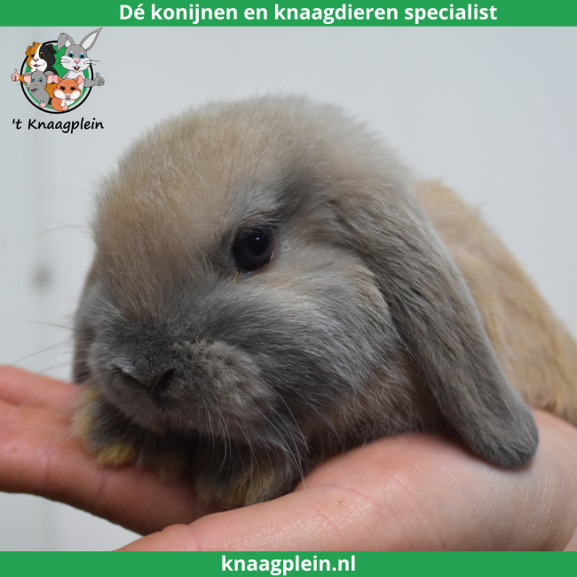 foto van kleur Isabella