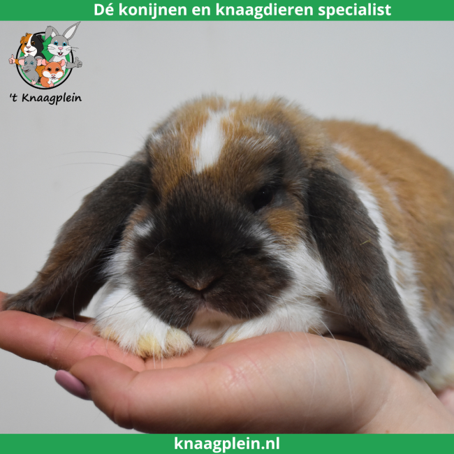 foto van kleur Madagascar bont