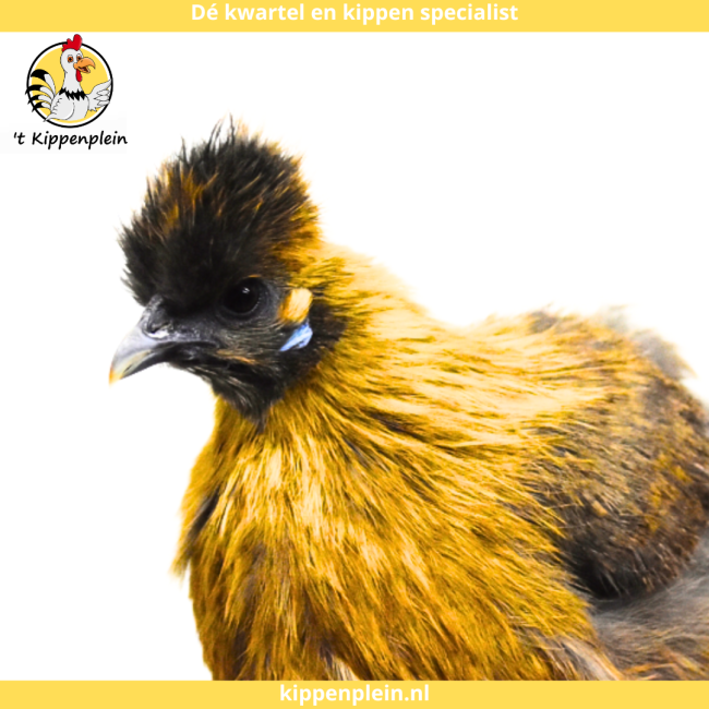 foto van kleur Goudpatrijs