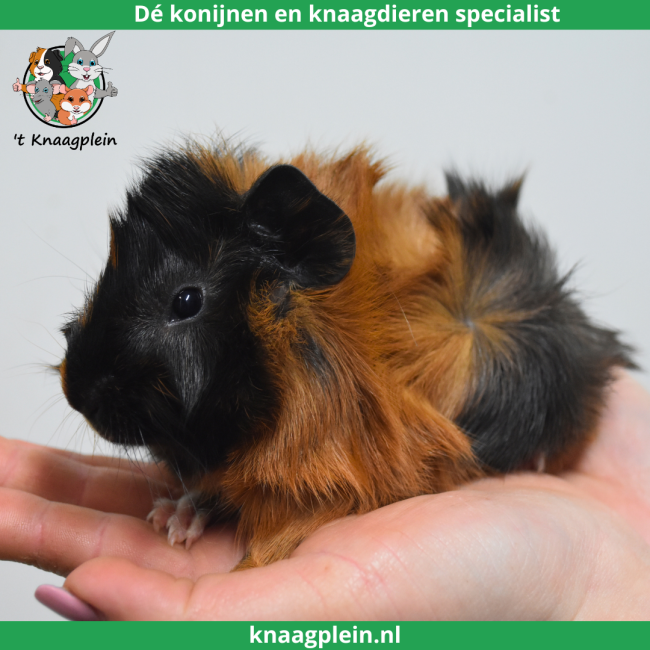 foto van kleur Zwart / rood