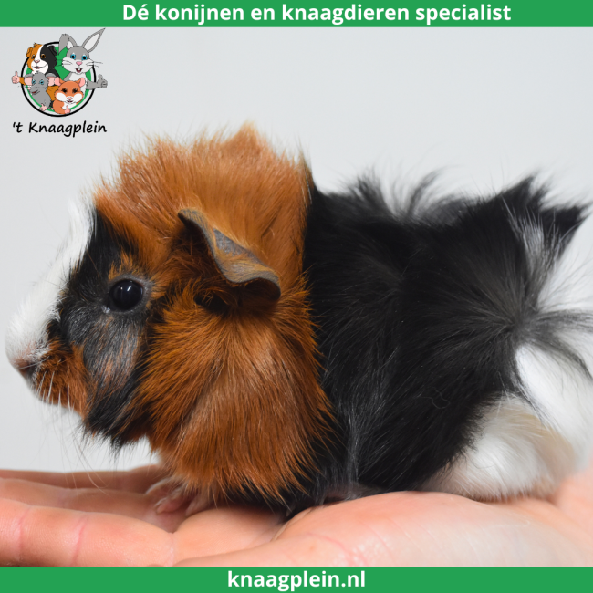 foto van kleur Zwart / rood / wit