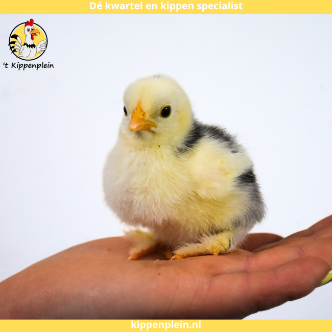 foto van kleur Zwart / Wit Gepareld