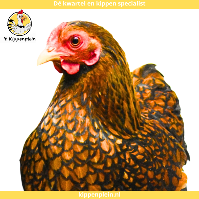 foto van kleur Goudzwartgezoomd