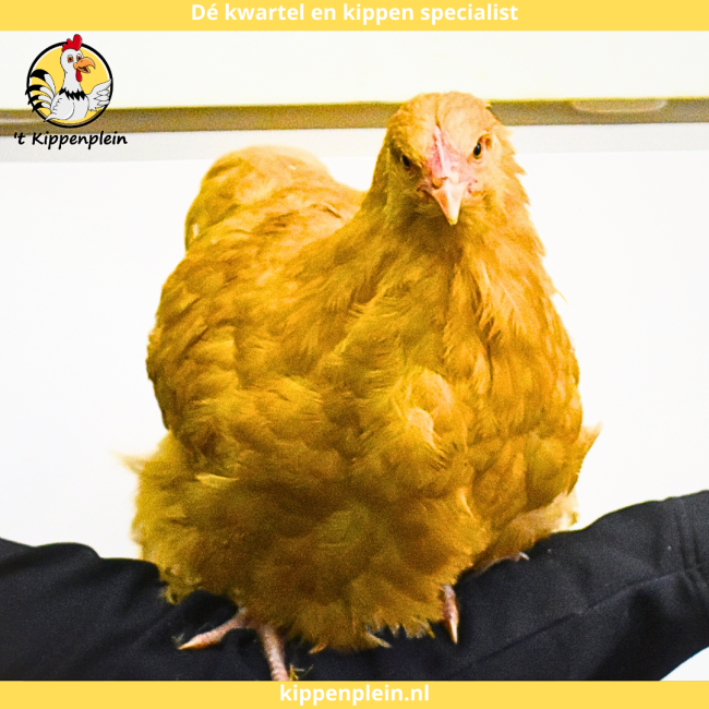 foto van kleur Buff