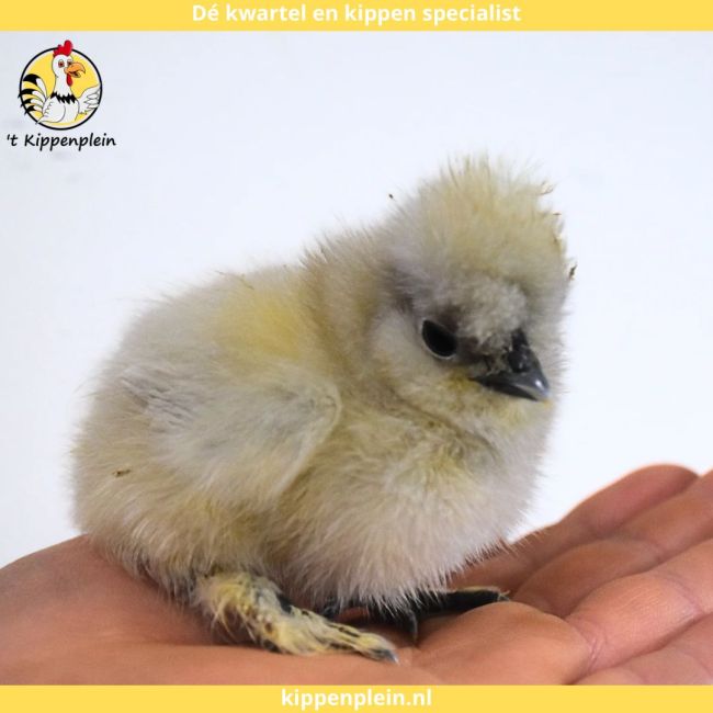 foto van kleur Diverse Kleuren