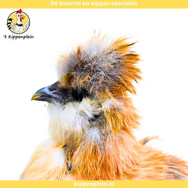 foto van kleur Goudpatrijs