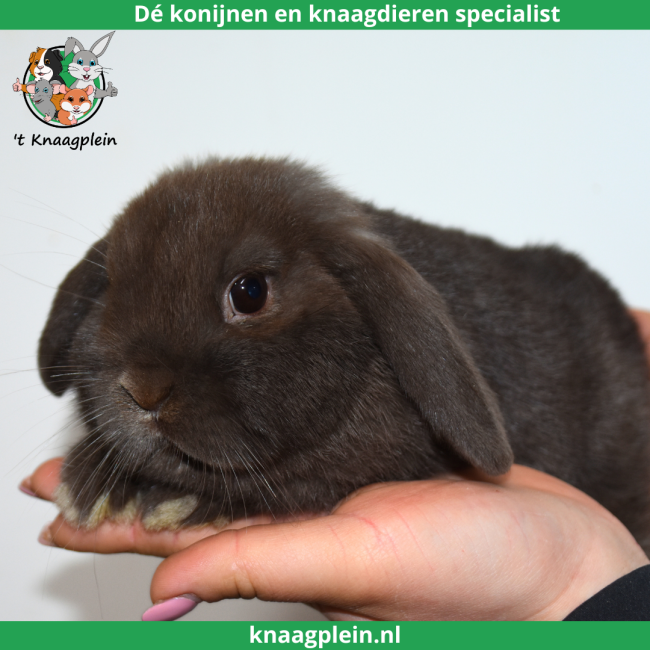 foto van kleur Bruin