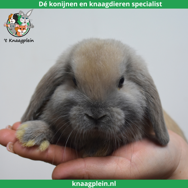 foto van kleur Isabella