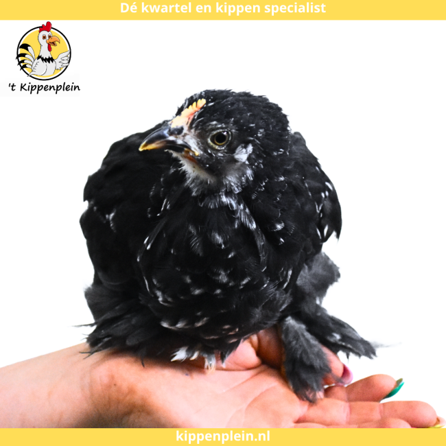 foto van kleur Zwart-Wit Gepareld