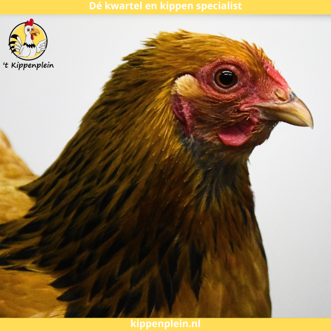 foto van kleur Buff-zwartcolumbia