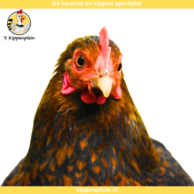 foto van kleur Goudzwartgezoomd