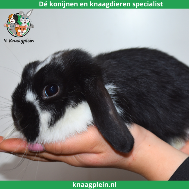 foto van kleur Zwart bont