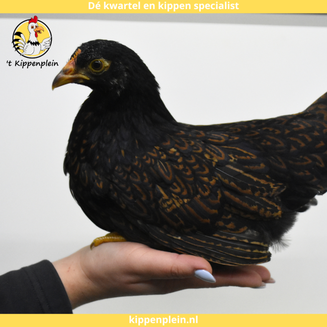 foto van kleur Goud Dubbel Gezoomd