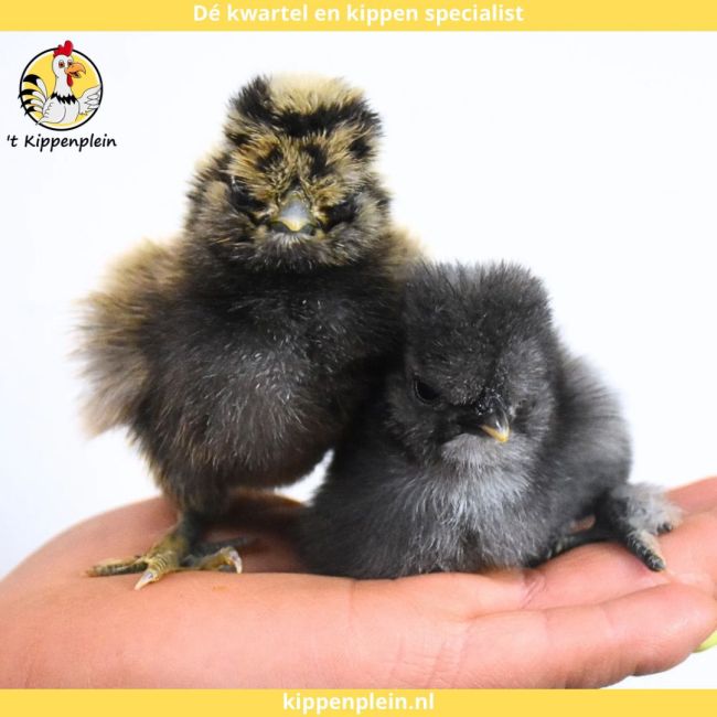 foto van kleur Diverse Kleuren