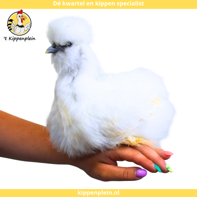 foto van kleur Wit