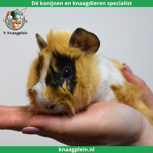 foto van kleur Creme / Zwart / Wit