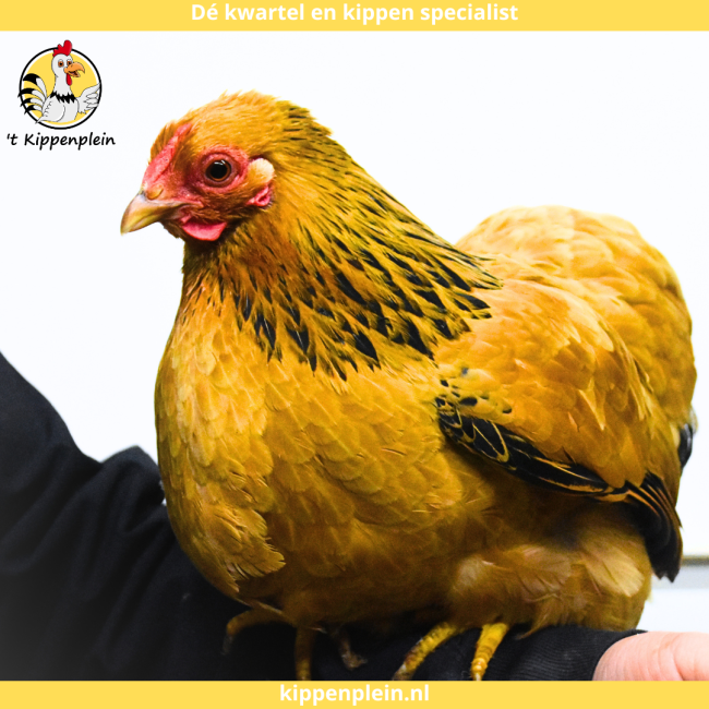 foto van kleur Buff-zwartcolumbia
