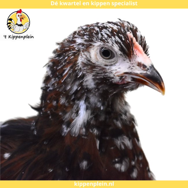 foto van kleur Roodporselein