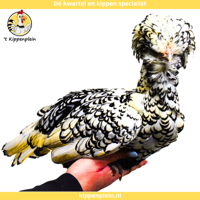 foto van kleur Zilver Gezoomd