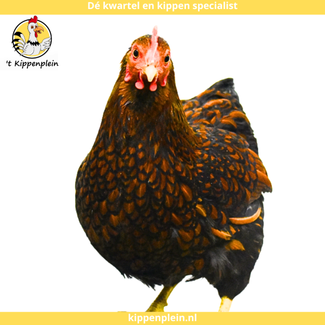 foto van kleur Goudzwartgezoomd