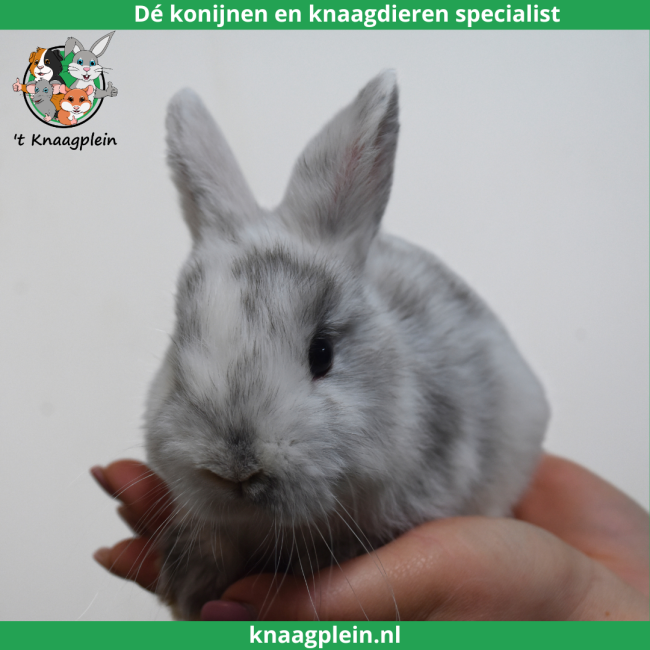 foto van kleur Kleurdwerg - Rohn