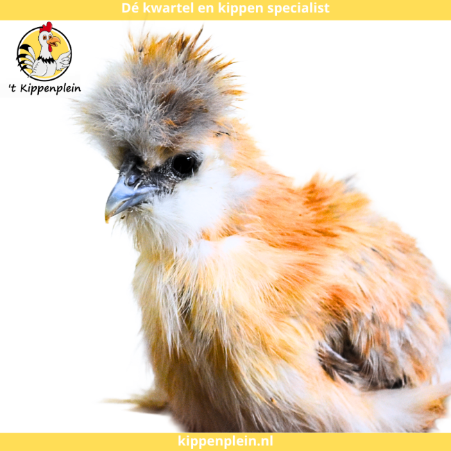 foto van kleur Goudpatrijs