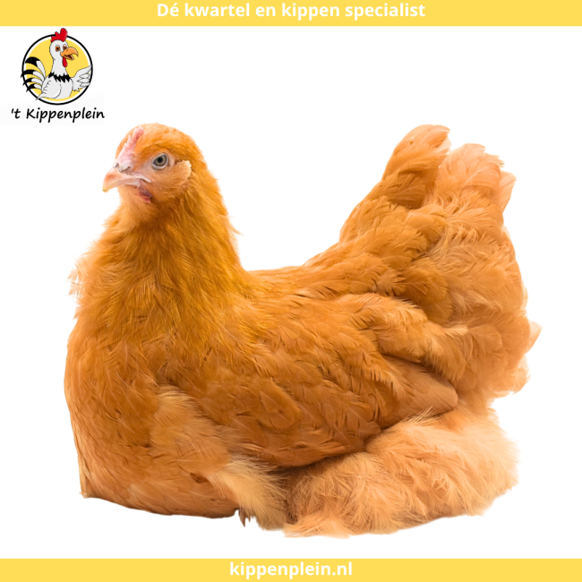 foto van kleur Buff