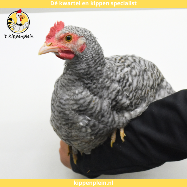 foto van kleur Noord Hollandse Blauwe