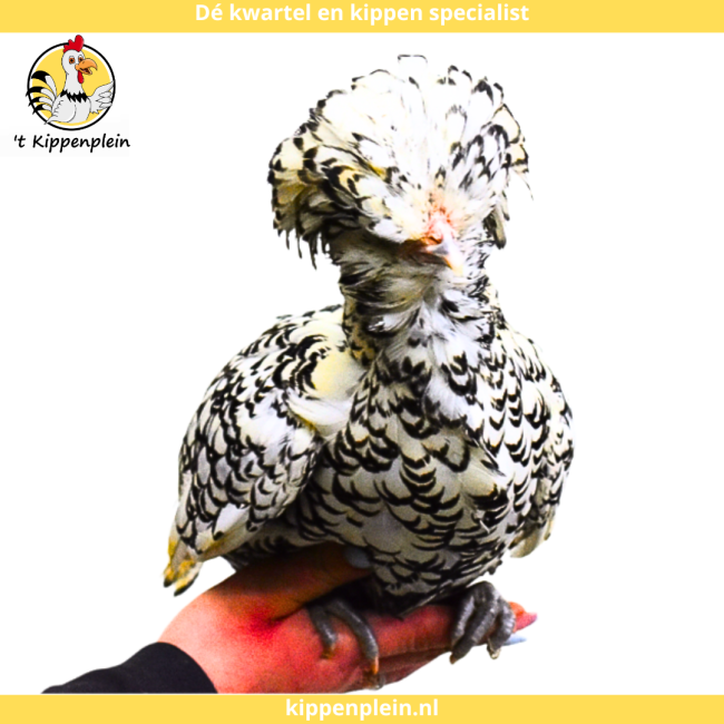 foto van kleur Zilver Gezoomd
