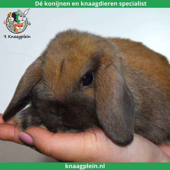 foto van kleur Madagascar