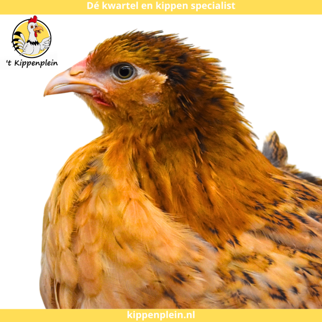 foto van kleur Buff-blauwcolumbia