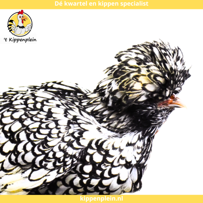 foto van kleur Zilver Gezoomd