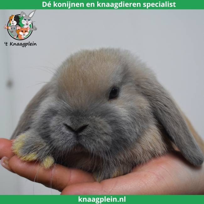 foto van kleur Isabella