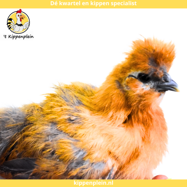 foto van kleur Buff