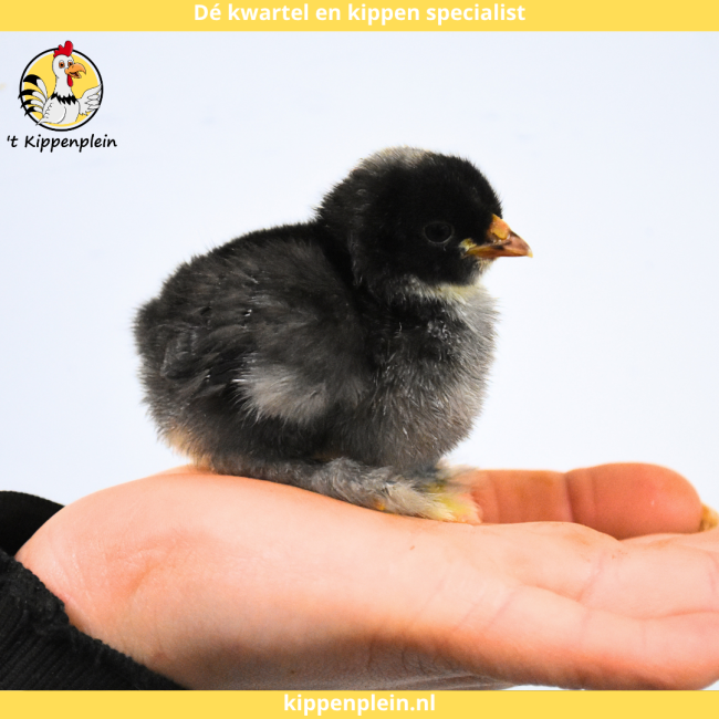 foto van kleur Diverse Kleuren