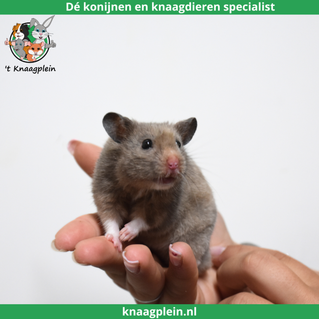 foto van kleur Russisch blauw