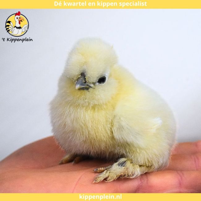 foto van kleur Diverse Kleuren