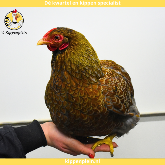foto van kleur Meerzomig blauwpatrijs