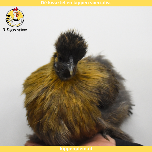 foto van kleur Goudpatrijs